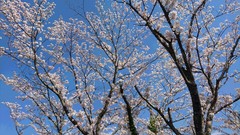 満開の桜