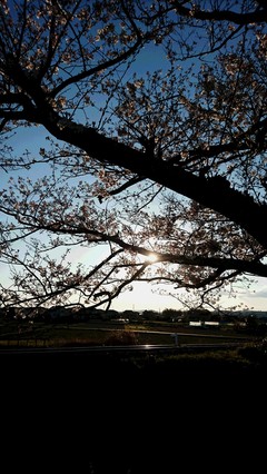 夕日と桜