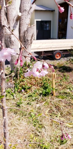 作業場の垂れ桜