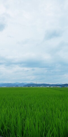 梅雨空の田んぼ