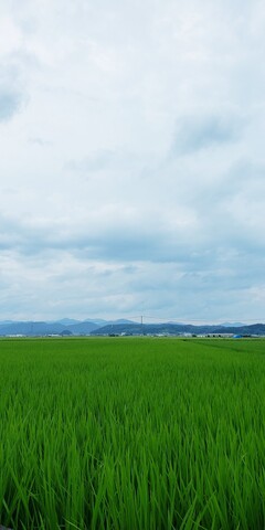 梅雨空の田んぼ